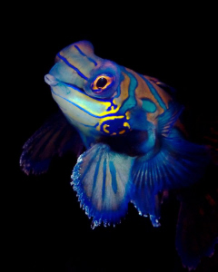 "Mandarin Fish"

from the Kasai Village's house reef, M... by Henry Jager 